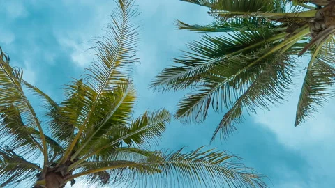 Palm trees from bottom blue sky background Stock Footage 98764403