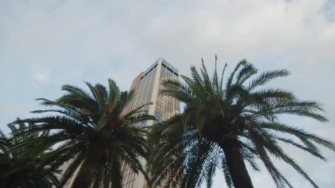 Palm trees at the bottom of a huge skyscraper in a modern neighborhood Stock Footage 221087733