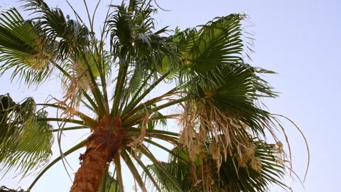 Palm trees bottom view on blue sky background. Tropical coconut palm leaf trees 스톡 동영상 243684502