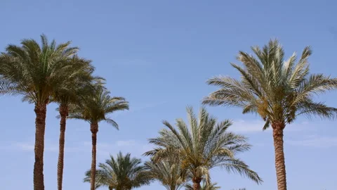 Palm trees bottom view on blue sky background. Tropical coconut palm leaf trees Stock Footage 243686473