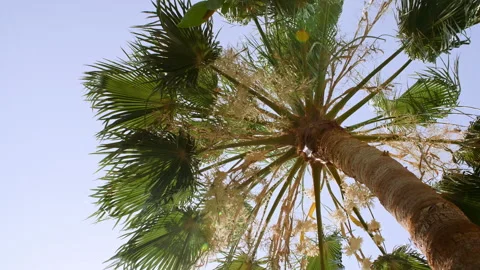 Palm trees bottom view on blue sky background. Tropical coconut palm leaf trees Stock Footage 248636204