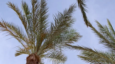 Palm trees bottom view on blue sky background. Tropical coconut palm leaf trees Stock Footage 274150322
