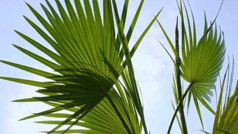Palm trees bottom view on blue sky background. Tropical palm leaf trees at Video stock 275968745