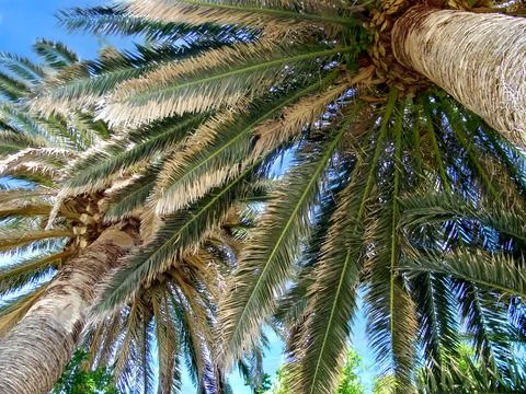 Palm trees. Bottom-up view of branches and leaves and blue sky. Natural Stock Photos