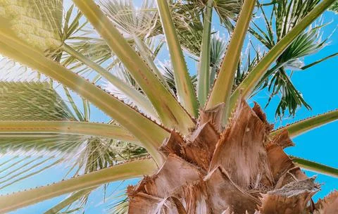 Palm trees bottom view. Summer and travel concept. Stock Photos