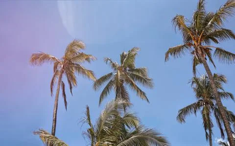 Palm trees bottom view. Summer and travel concept. Stock Photos