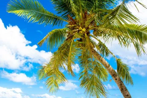 Palm trees with branches of coconut on the background of bright cloudless blu Stock Photos
