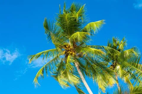Palm trees with branches of coconut on the background of bright cloudless blu Stock Photos
