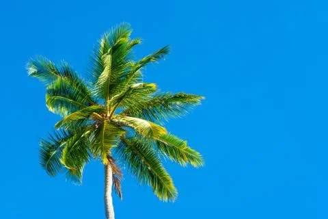Palm trees with branches of coconut on the background of bright cloudless blu Stock Photos