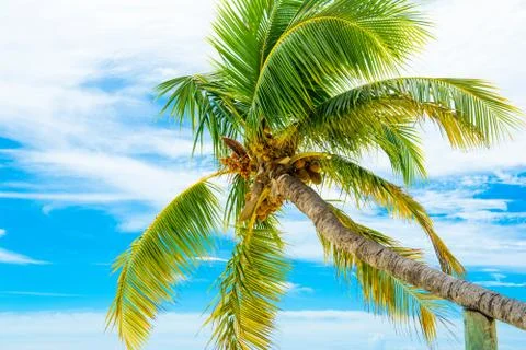 Palm trees with branches of coconut on the background of bright cloudless blu Stock Photos