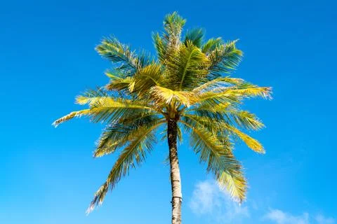 Palm trees with branches of coconut Stock Photos