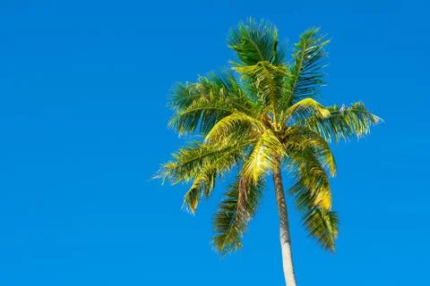 Palm trees with branches of coconut Stock Photos
