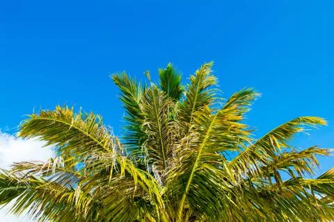 Palm trees with branches of coconut Stock Photos