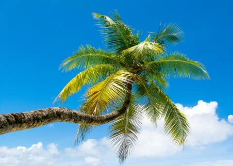 Palm trees with branches of coconut Stock Photos