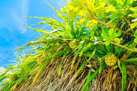Palm trees with branches of coconut Stock Photos