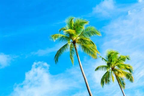 Palm trees with branches of coconut Stock Photos