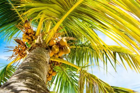 Palm trees with branches of coconut Stock Photos