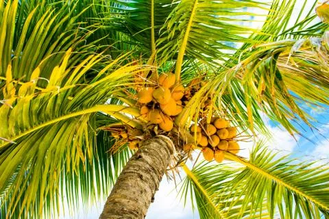 Palm trees with branches of coconut Stock Photos