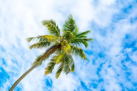 Palm trees with branches of coconut 스톡 사진