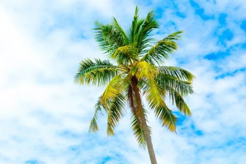 Palm trees with branches of coconut Stock Photos