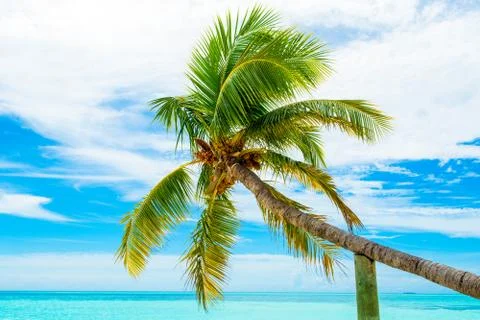 Palm trees with branches of coconut Stock Photos