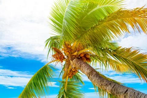 Palm trees with branches of coconut Stock Photos