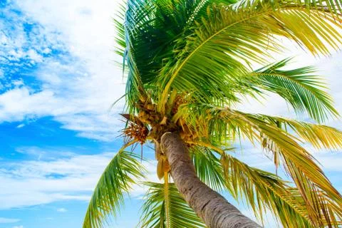 Palm trees with branches of coconut Stock Photos
