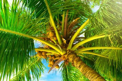 Palm trees with branches of coconut Stock Photos