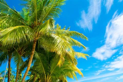 Palm trees with branches of coconut Stock Photos
