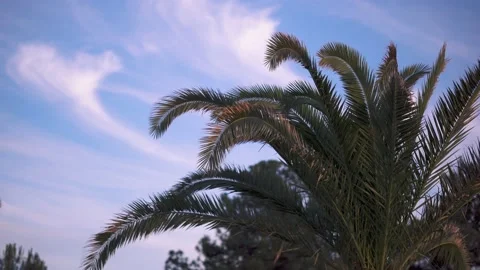 Palm Trees Branches In The Seaside Stock Footage 136725012