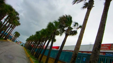 Palm Trees in the Breeze Vídeo Stock 8832437