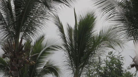 Palm Trees in The Breeze Stock Footage 22428506