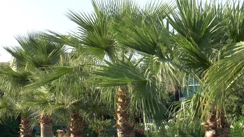 Palm Trees In A Breeze Stock Footage 125770898