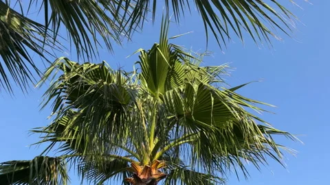 Palm Trees In A Breeze Stock Footage 219569257