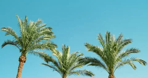 Palm trees on bright blue sky, sunny day at beach resort. Three tops palm tree Stock Footage 150738190