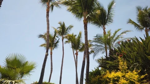 Palm Trees on a bright day. Stock Footage 114150558