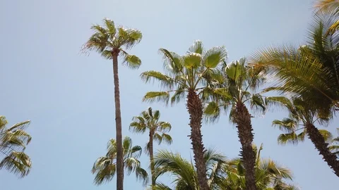 Palm Trees on a bright day. Stock Footage 114331294