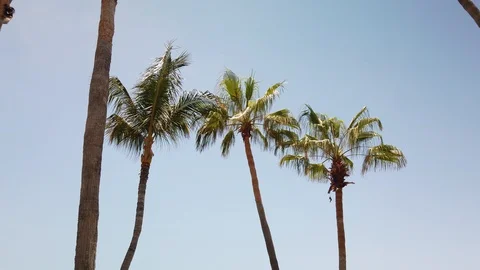 Palm Trees on a bright day. Video stock 114332393