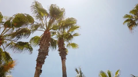 Palm Trees on a bright day. Stock Footage 114334143