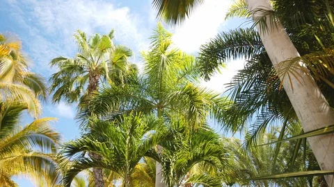 Palm Trees on a bright day. Video stock 114376857