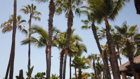 Palm Trees on a bright day. Video stock 114377968