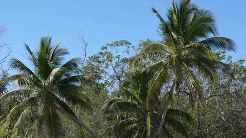 Palm Trees in Bright Daylight Stock Footage 305957070