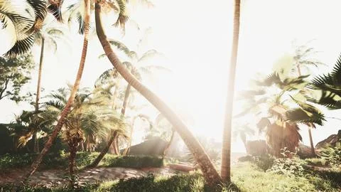 Palm trees in bright sunlight in a palm grove Stock Illustration