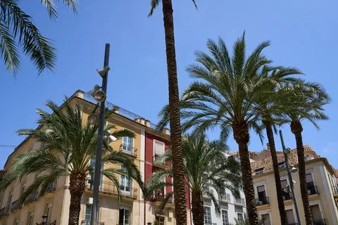 Palm trees with a building in the background Stock Photos