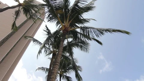 Palm Trees Building Stock Footage 105258712