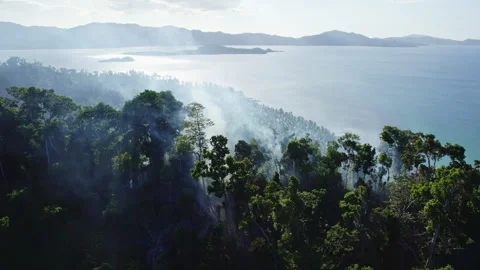 Palm trees burn in the tropics, forests in smoke Stock Footage 275524281