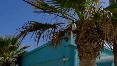 Palm trees cafe Stock Footage 250245397
