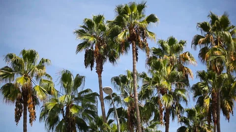 Palm trees in California Stock Footage 32244843