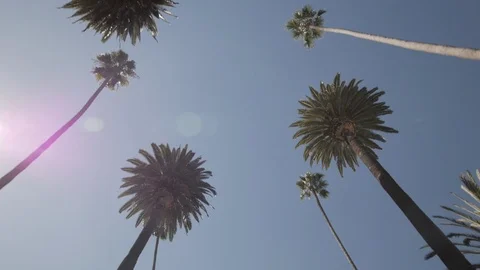 Palm Trees California POV - Slow Driving Beverly Hills Los Angeles - Looking Up Stock Footage