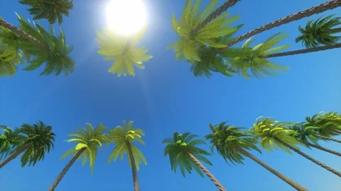 Palm trees camera on the road Stockbeeldmateriaal 97383849